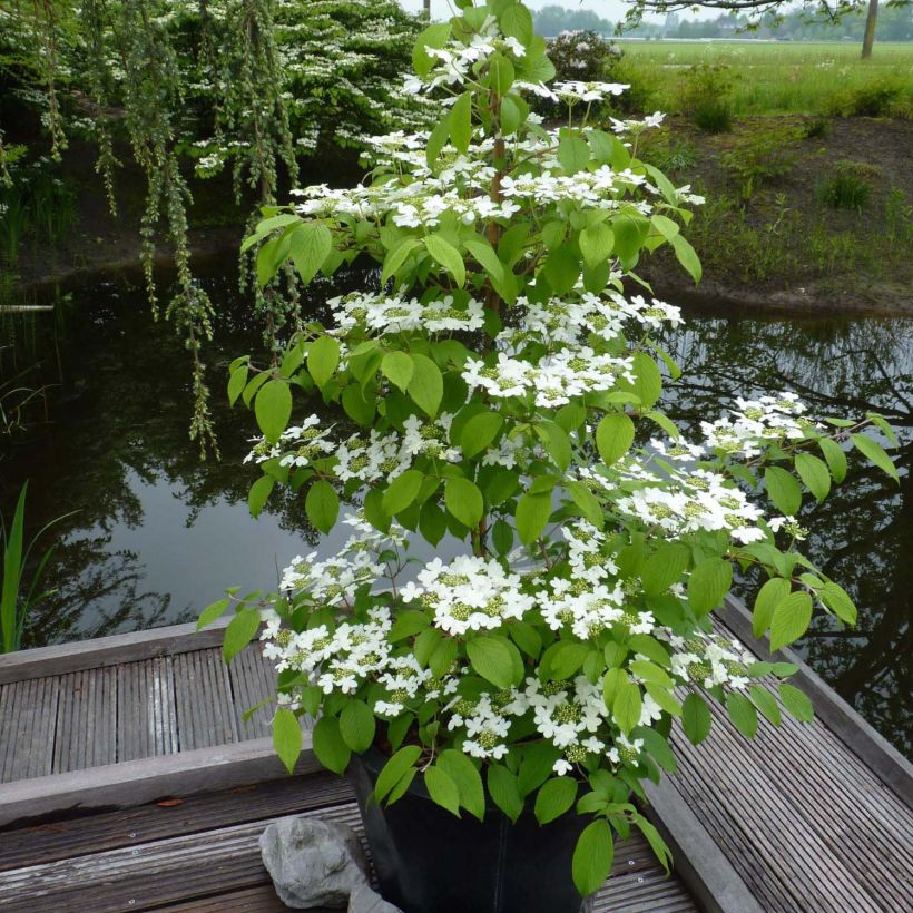 Viburnum plicatum Kilimanjaro (Porto)