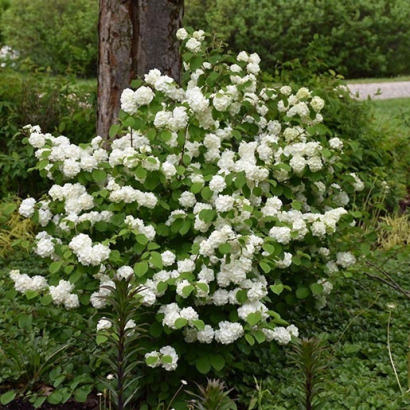 Viburnum plicatum Opening Day (Porto)