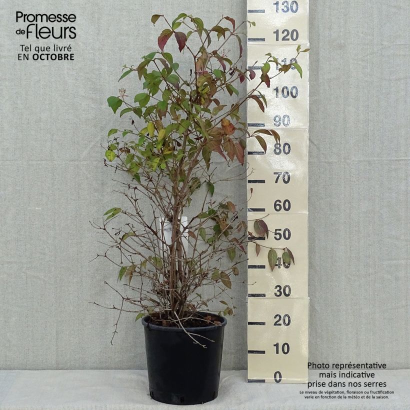 Esemplare di Viburnum plicatum Watanabe Vaso da 12L/15L come consegnato in autunno