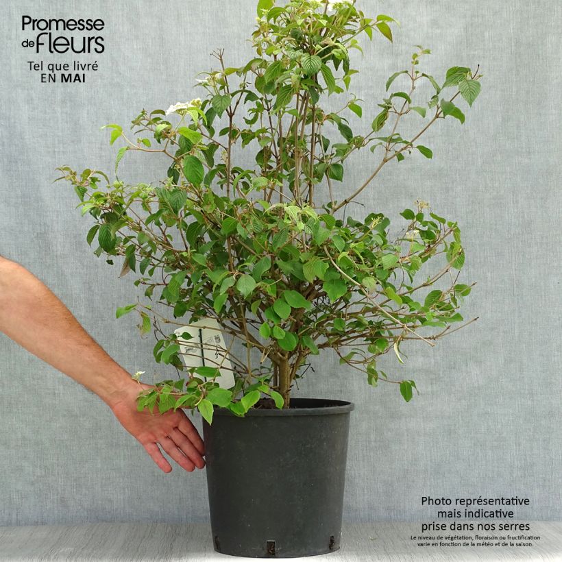 Viburnum plicatum Watanabe Vaso da 12L/15L esemplare consegnato in primavera