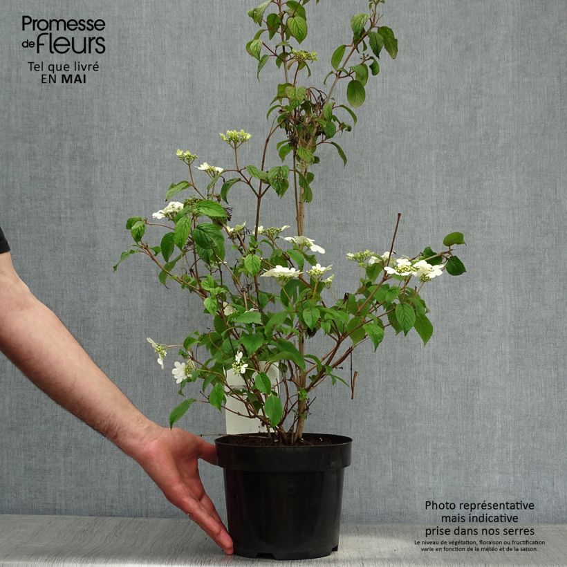 Viburnum plicatum Watanabe Vaso da 3L/4L esemplare consegnato in primavera