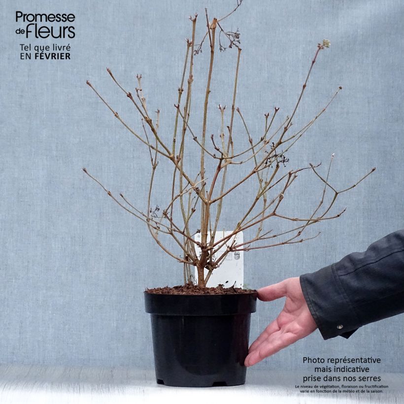 Viburnum plicatum Watanabe Vaso da 3L/4L esemplare consegnato in inverno