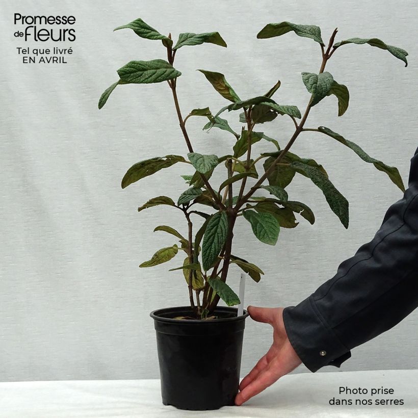 Viburnum rhytidophyllum - Viburno dalle foglie rugose Vaso da 2L/3L esemplare consegnato in primavera