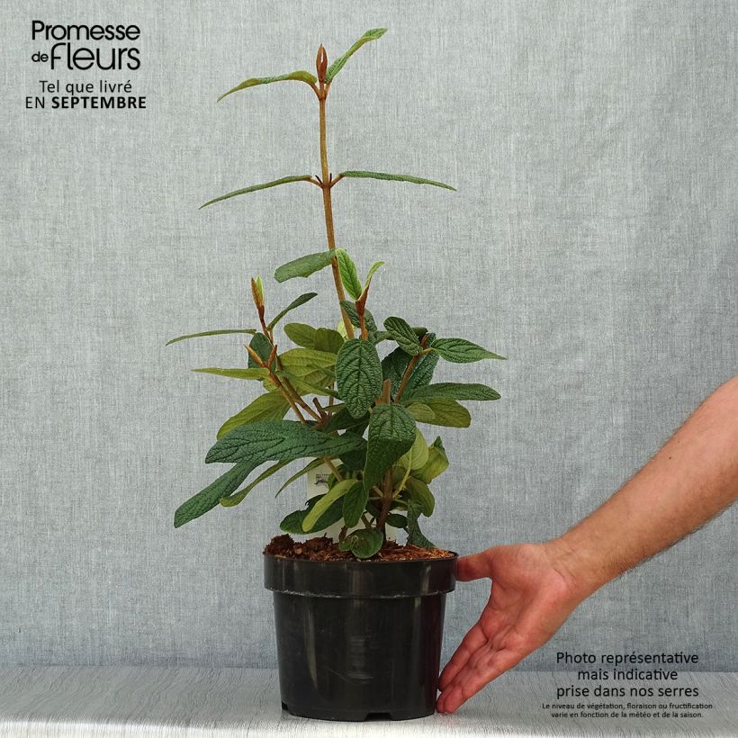 Esemplare di Viburnum rhytidophyllum - Viburno dalle foglie rugose Vaso da 2L/3L come consegnato in autunno