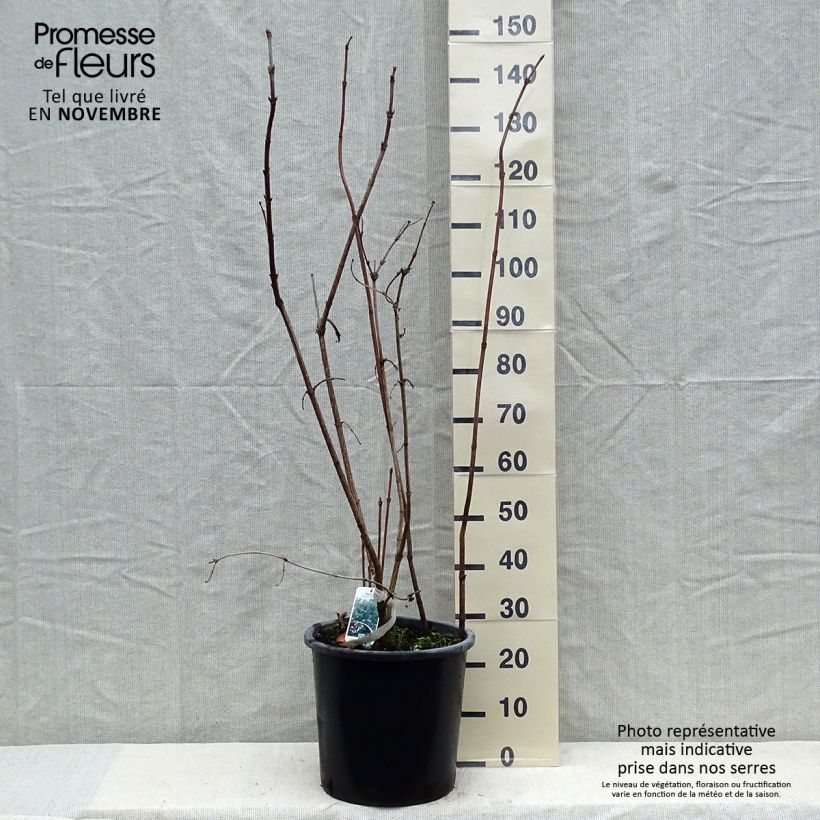 Esemplare di Viburnum sargentii Onondaga Vaso da 18L/20L come consegnato in autunno