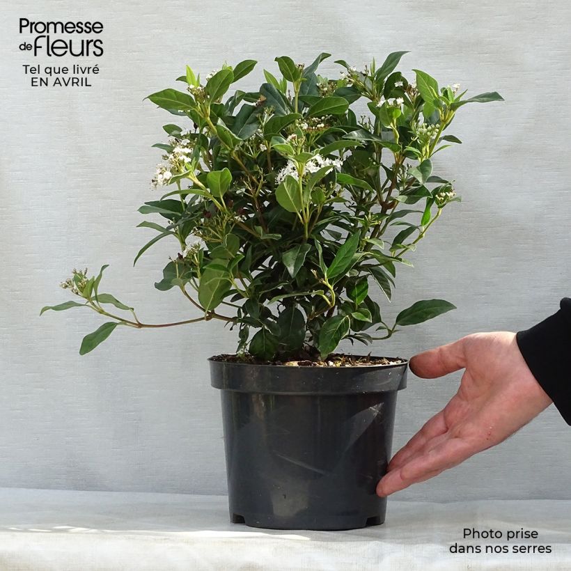 Viburnum tinus Eve Price Vaso da 2L/3L esemplare consegnato in primavera