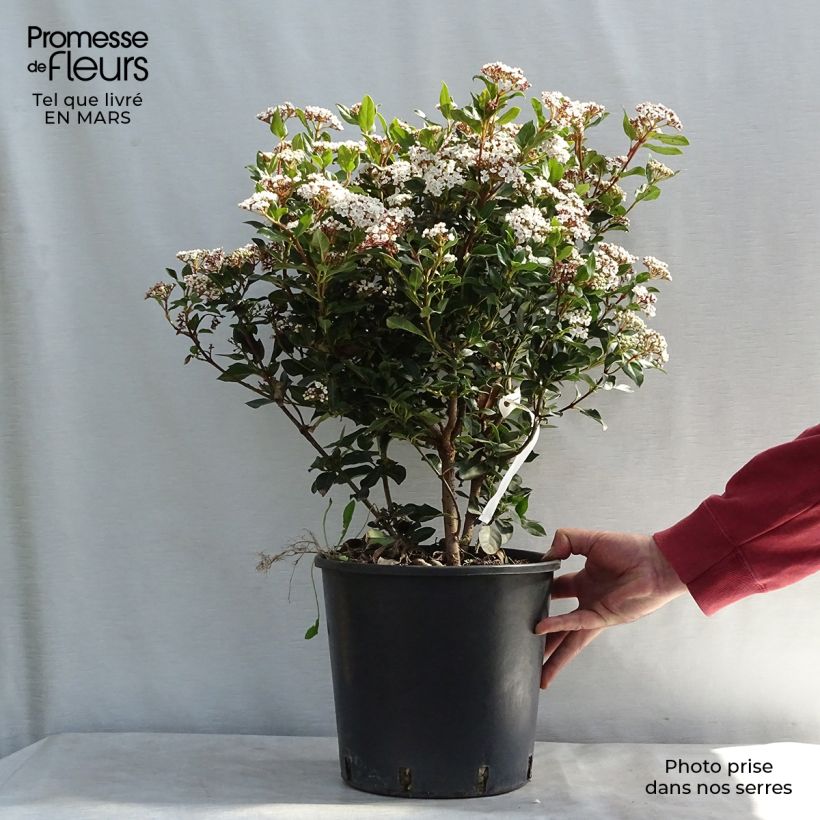 Viburnum tinus Eve Price Vaso da 7,5L/10L esemplare consegnato in primavera