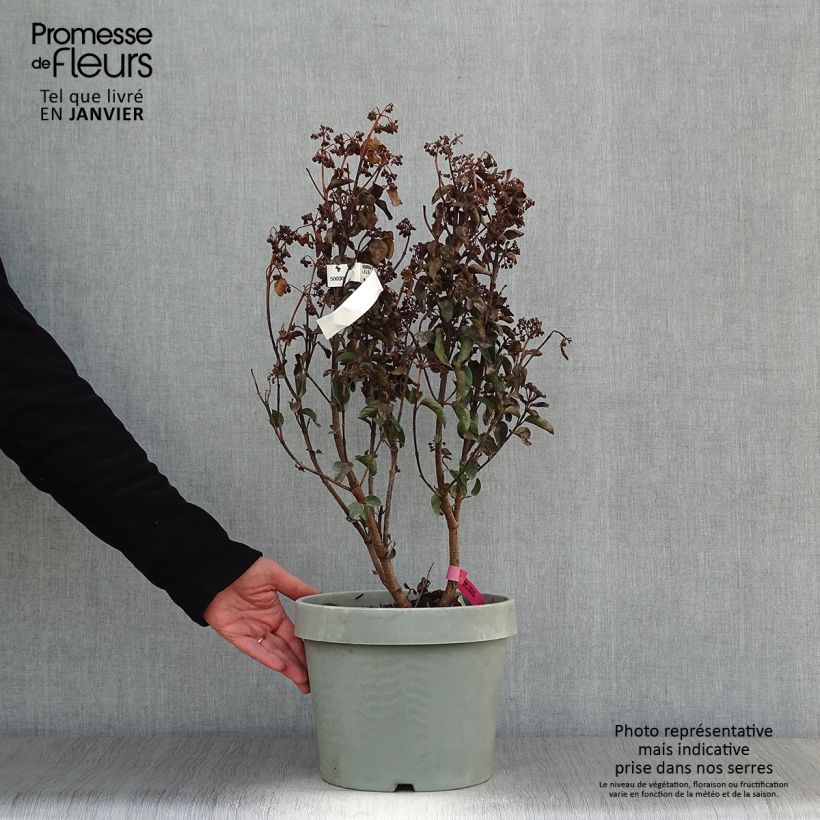 Viburnum tinus Lisarose Vaso da 7,5L/10L esemplare consegnato in inverno