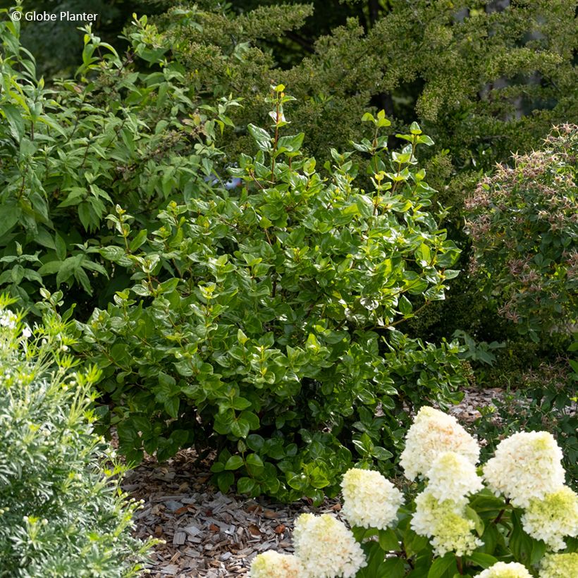 Viburnum tinus Rock'n Rolla (Porto)