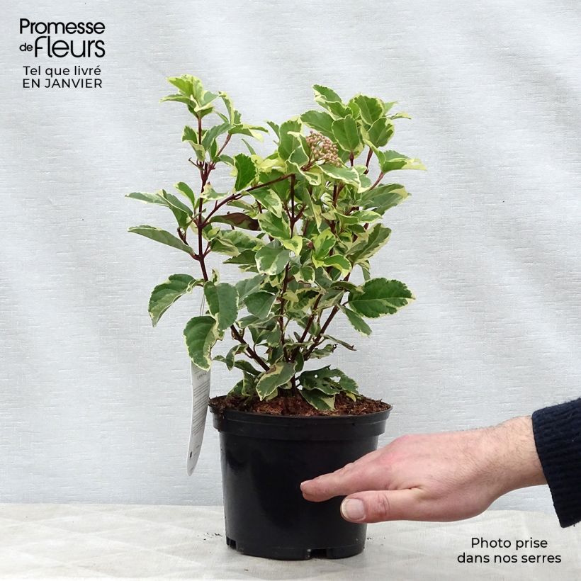 Viburnum tinus Variegatum Vaso da 2L/3L esemplare consegnato in inverno