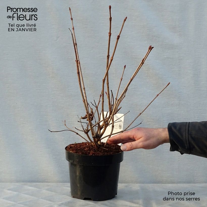 Viburnum trilobum Wentworth Vaso da 3L/4L esemplare consegnato in inverno