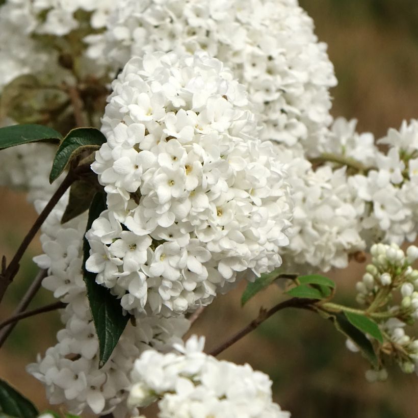 Viburnum utile Eskimo (Fioritura)