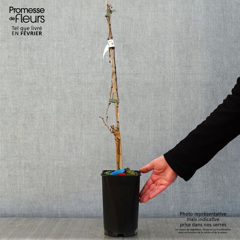 Vite da tavola Alphonse Lavallée ZPd4 Vaso da 1,5L/2L esemplare consegnato in inverno