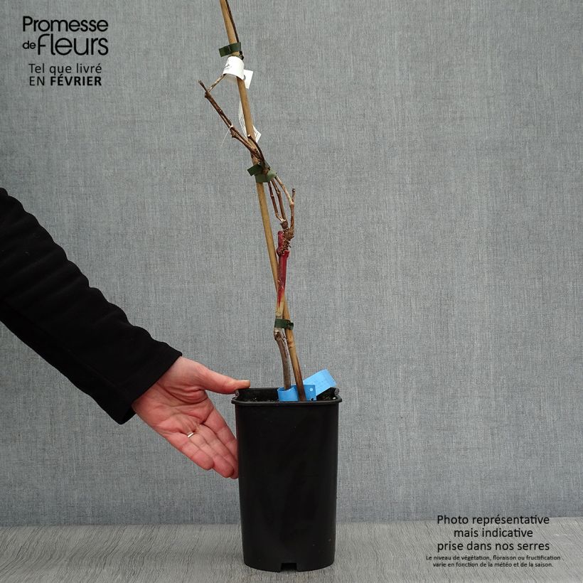 Vite Ampelia Aladin Vaso da 1,5L/2L esemplare consegnato in inverno