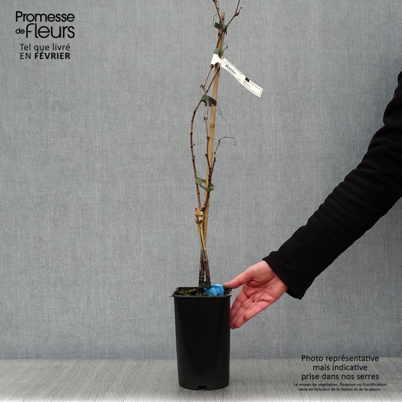 Vite Ampelia Amandin Vaso da 2L/3L esemplare consegnato in inverno