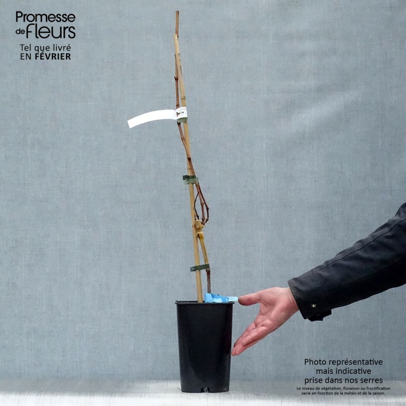 Vite Ampelia Candin Vaso da 1,5L/2L esemplare consegnato in inverno