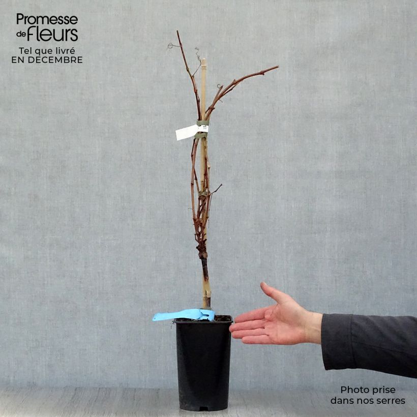 Vite Ampelia Perdin Vaso da 1,5L/2L esemplare consegnato in inverno