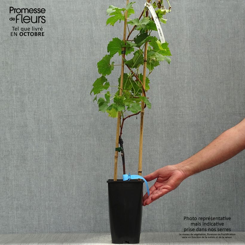 Esemplare di Vite Ampelia Perdin Vaso da 1,5L/2L come consegnato in autunno