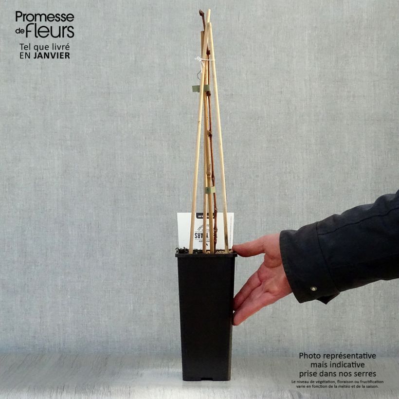 Vite Bianca Vaso da 1,5L/2L esemplare consegnato in inverno