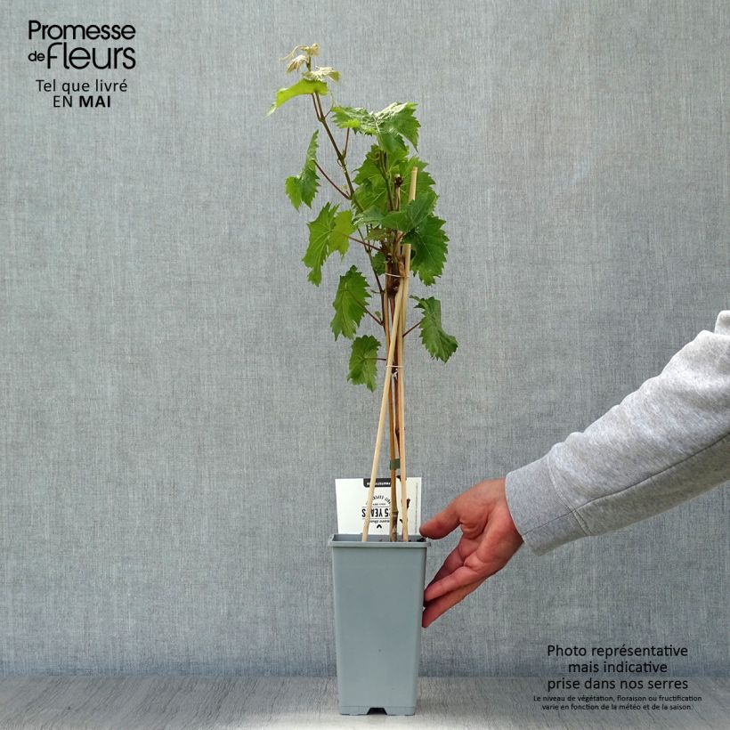 Vite Bianca Vaso da 1,5L/2L esemplare consegnato in primavera