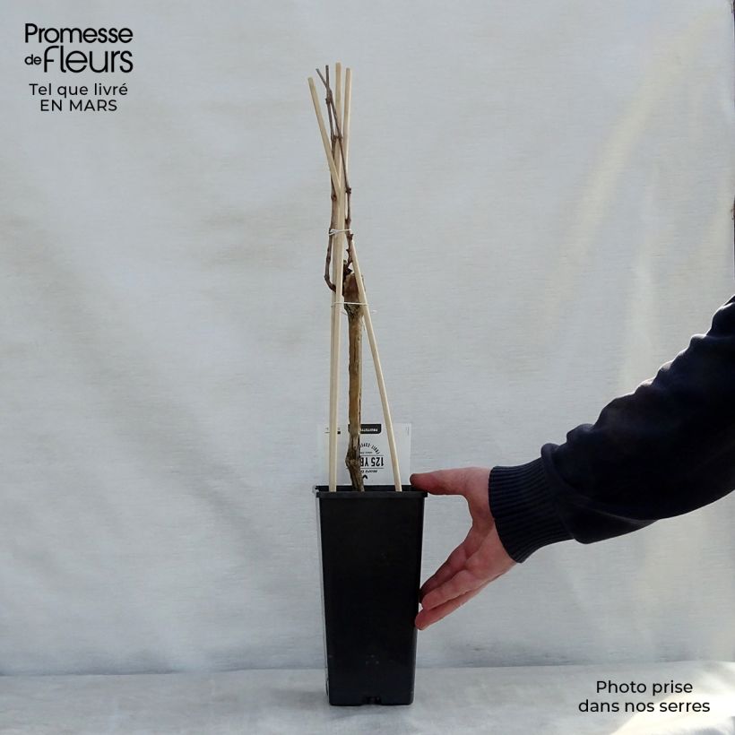 Vite Boskoop Glory Vaso da 1,5L/2L esemplare consegnato in primavera