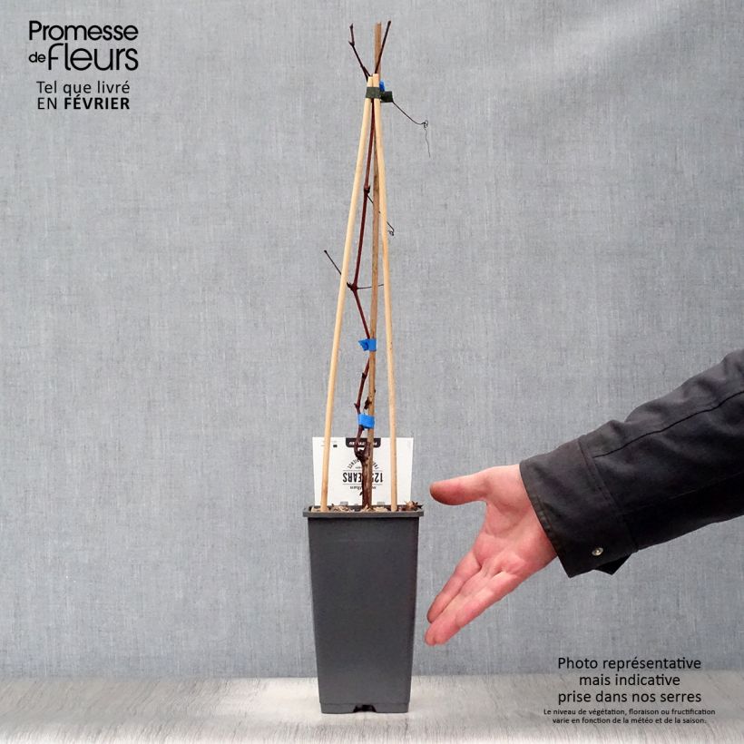 Vite Boskoop Glory Vaso da 1,5L/2L esemplare consegnato in inverno