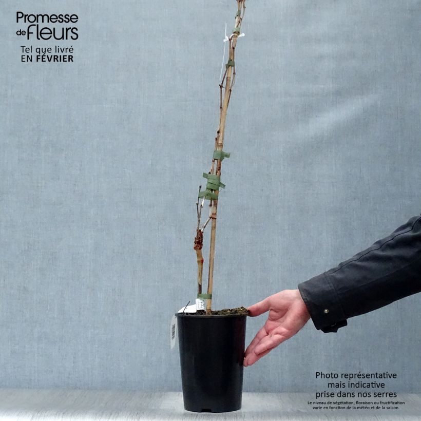 Vite Cabernet Franc Vaso da 2L/3L esemplare consegnato in inverno