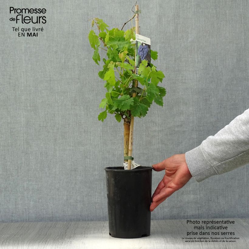 Vite Cabernet Franc Vaso da 2L/3L esemplare consegnato in primavera