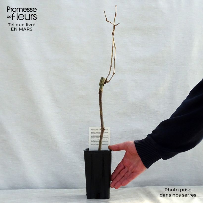 Vite Cabernet Sauvignon Vaso da 1L/1,5L esemplare consegnato in inverno