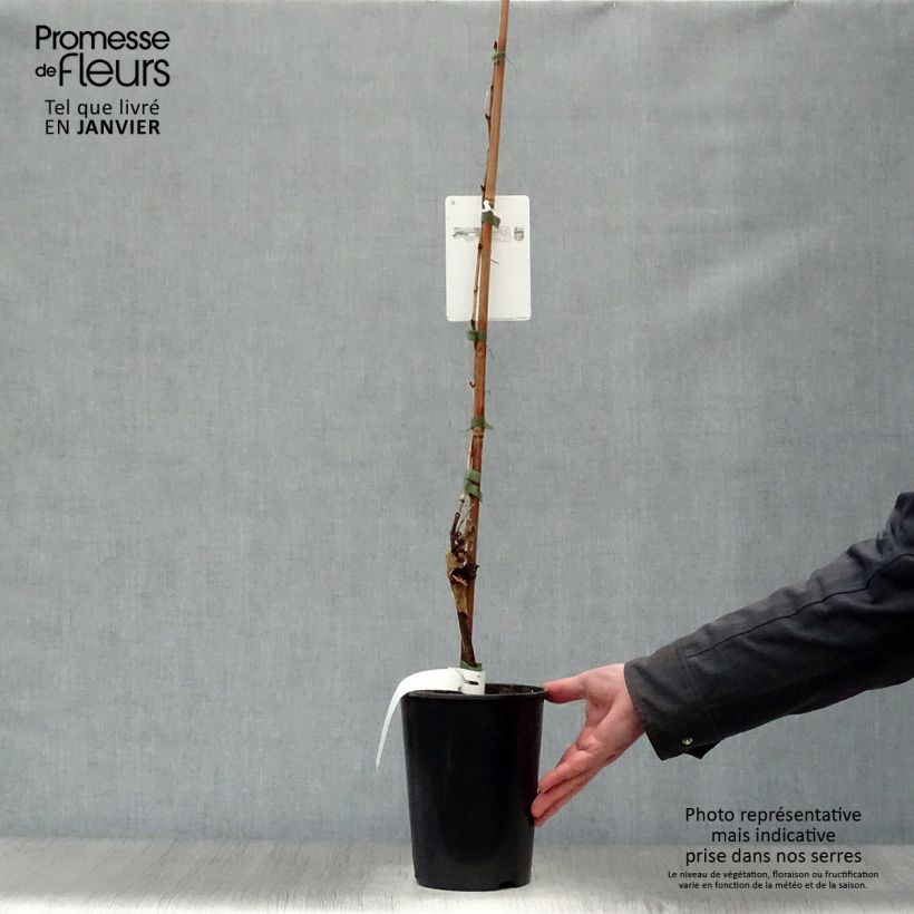 Vite Chardonnay Vaso da 2L/3L esemplare consegnato in inverno