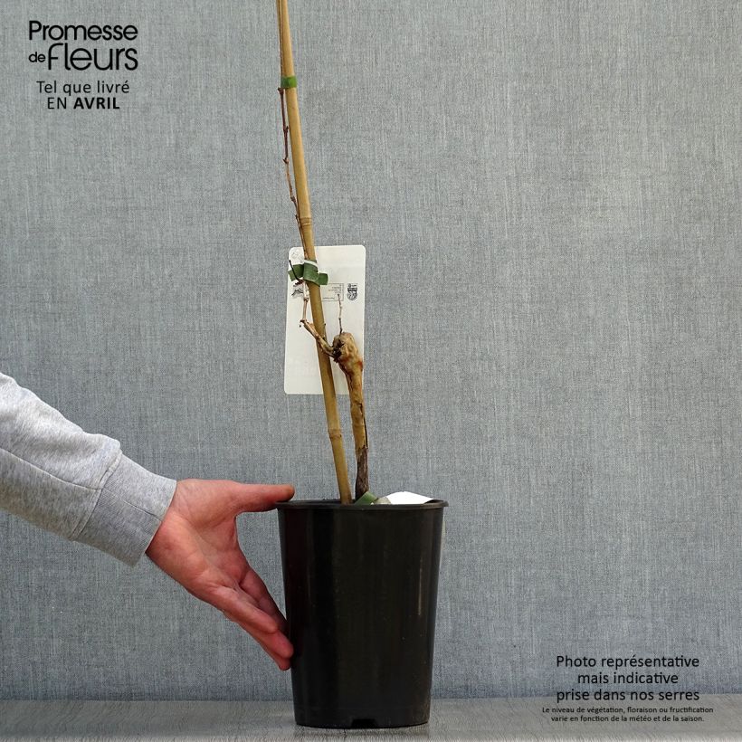 Vite Chardonnay Vaso da 2L/3L esemplare consegnato in primavera