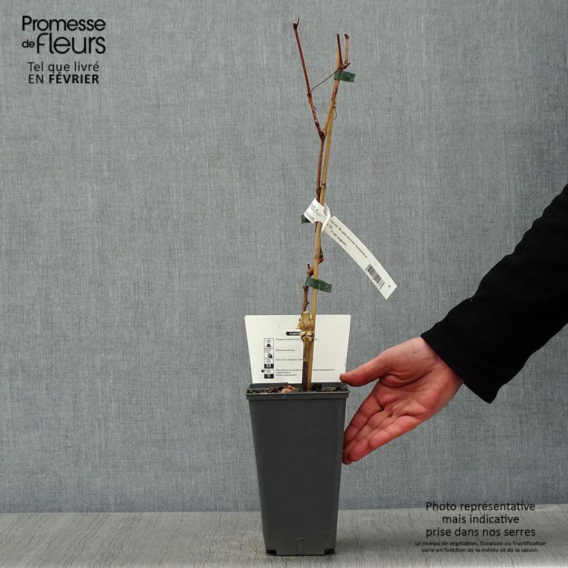 Vite Chasselas De Fontainebleau Vaso da 2L/3L esemplare consegnato in inverno