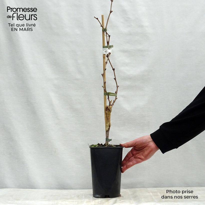 Vite Dattier de Beyrouth Vaso da 1,5L/2L esemplare consegnato in primavera