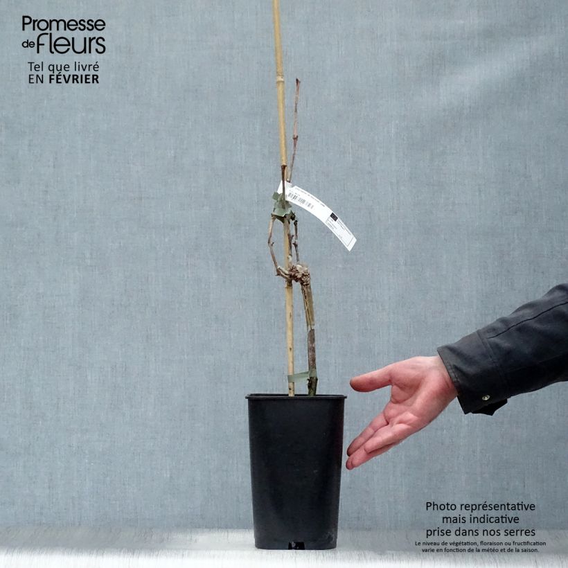 Vite Dattier de Beyrouth Vaso da 1,5L/2L esemplare consegnato in inverno