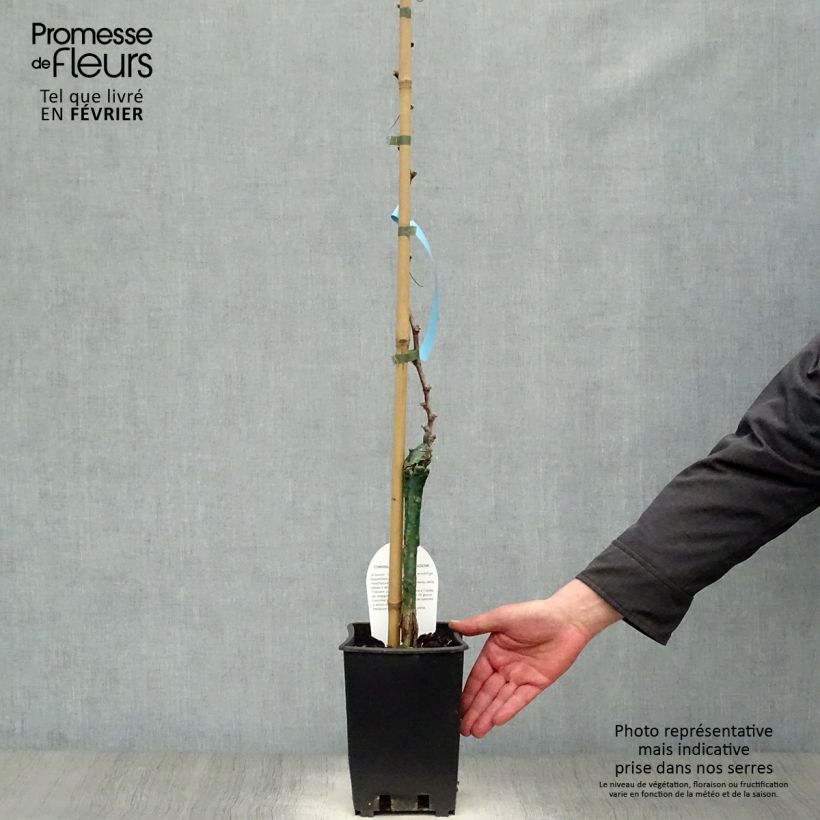 Vite da tavola Delizia di Vaprio Vaso da 3L/4L esemplare consegnato in inverno