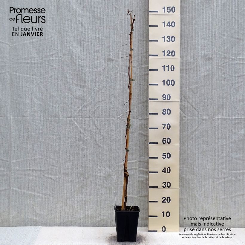 Vitis labrusca x vinifera Fragola Nera - Vite Vaso da 4L/5L esemplare consegnato in inverno