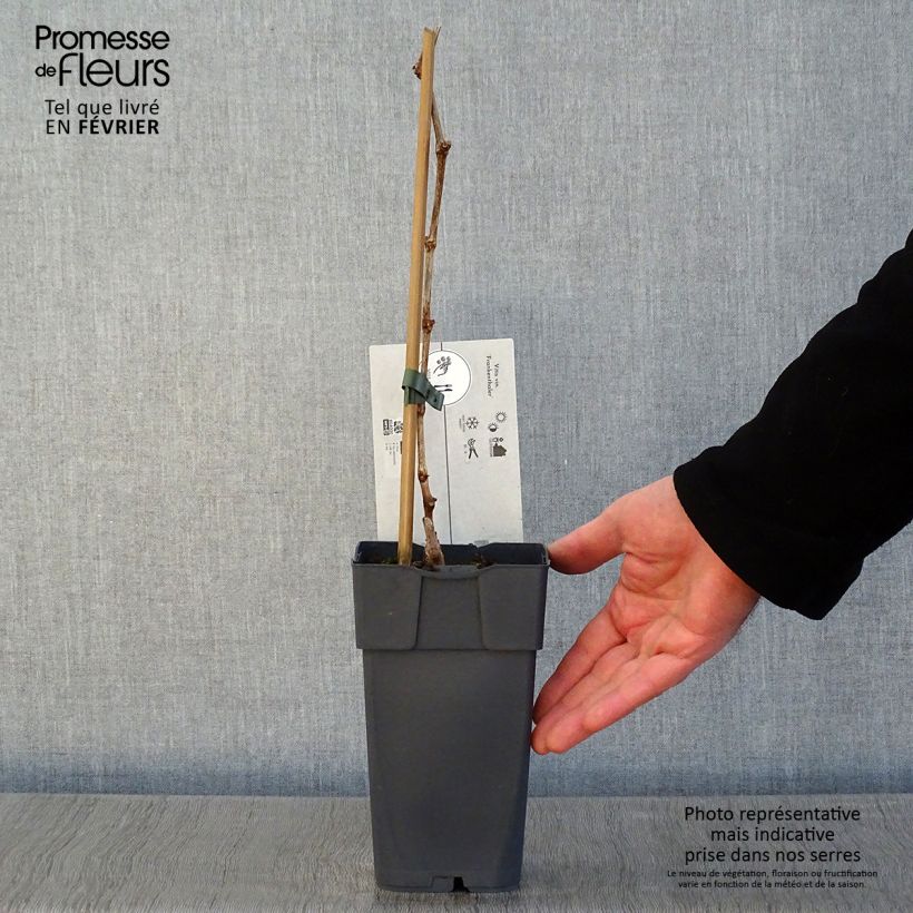 Vite Frankenthaler Vaso da 2L/3L esemplare consegnato in inverno