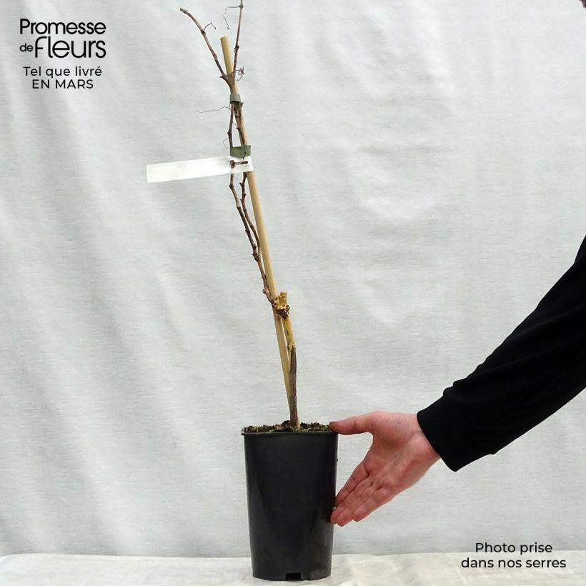 Vite Madeleine Royale Vaso da 2L/3L esemplare consegnato in primavera