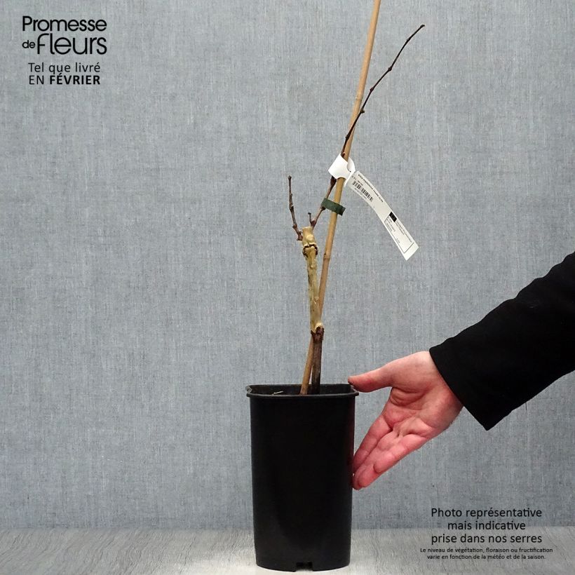 Vite Madeleine Royale Vaso da 2L/3L esemplare consegnato in inverno