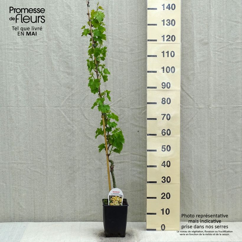 Vite da tavola Matilde Vaso da 3L/4L esemplare consegnato in primavera