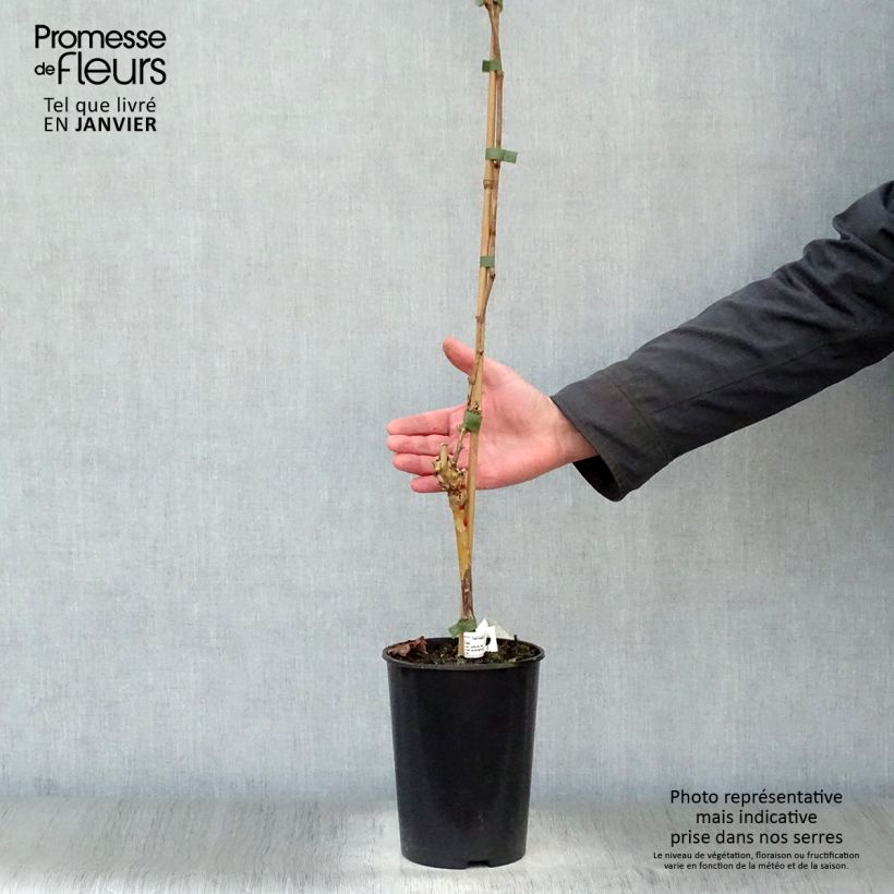 Vite Merlot Vaso da 2L/3L esemplare consegnato in inverno