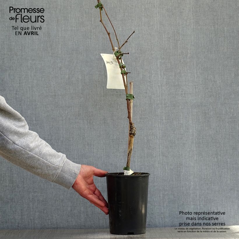 Vite Merlot Vaso da 2L/3L esemplare consegnato in primavera