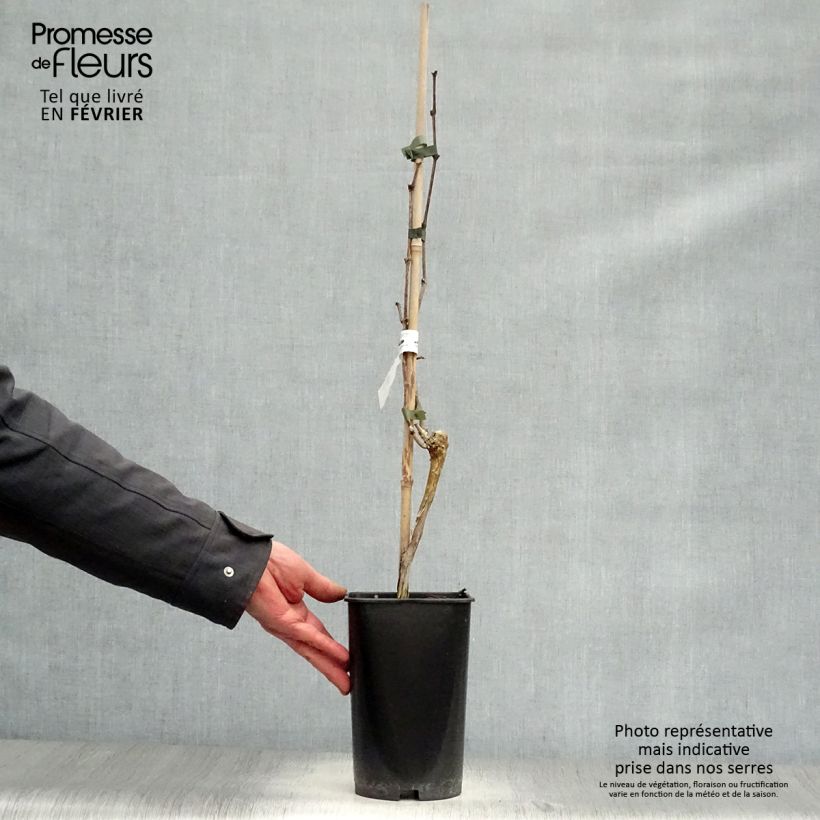 Vite Moscato bianco Vaso da 2L/3L esemplare consegnato in inverno