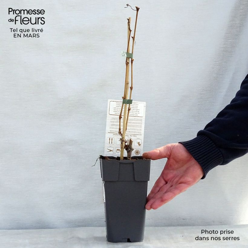 Vite champion Vaso da 2L/3L esemplare consegnato in primavera