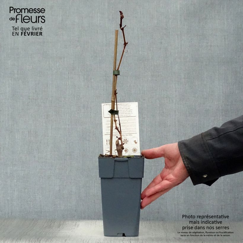 Vite champion Vaso da 2L/3L esemplare consegnato in inverno