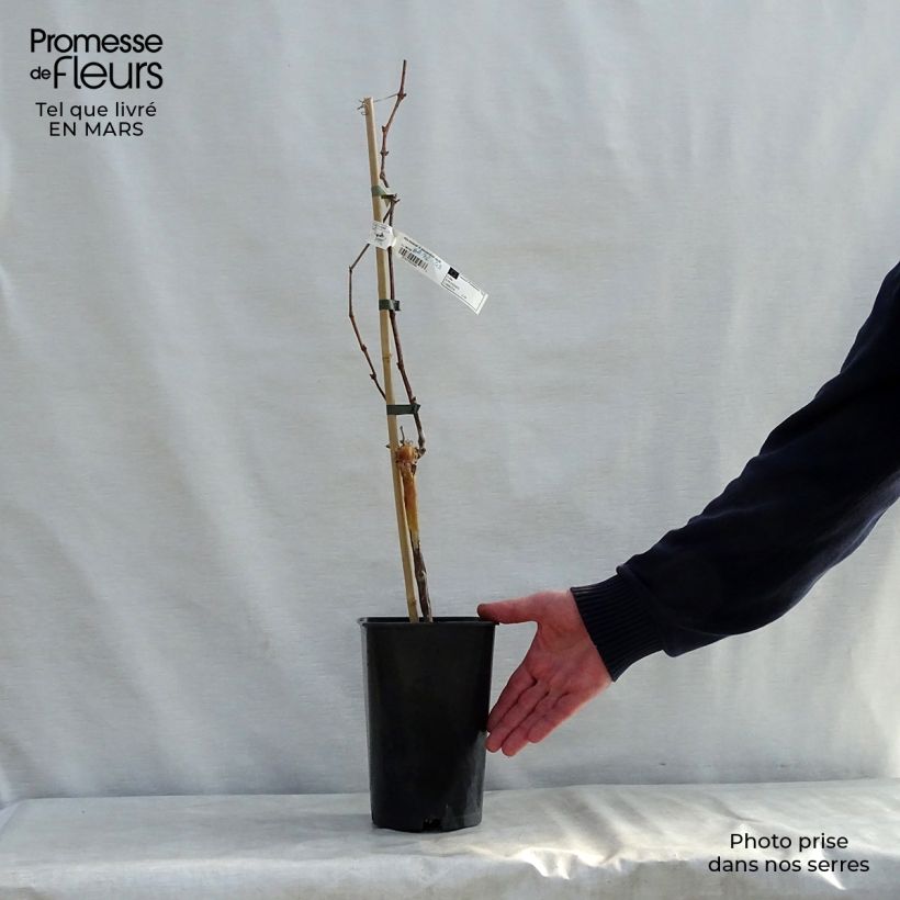 Vite da tavola Muscat d'Alexandrie Vaso da 2L/3L esemplare consegnato in primavera