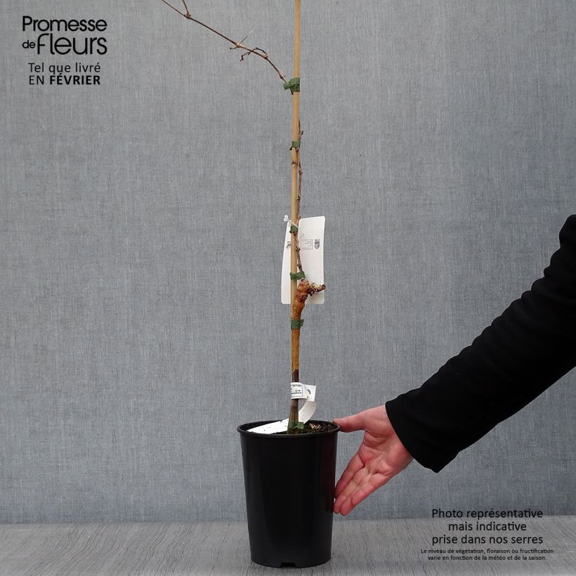 Vite da tavola Muscat d'Alexandrie Vaso da 2L/3L esemplare consegnato in inverno