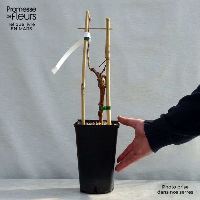 Vite da tavola Muscat de Hambourg Vaso da 1,5L/2L esemplare consegnato in primavera