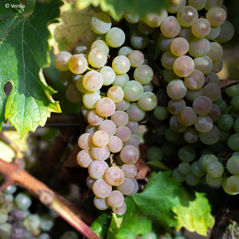 Vitis Nathy-Sauvignac Vign'Happy Fruitality - Vite (Raccolta)