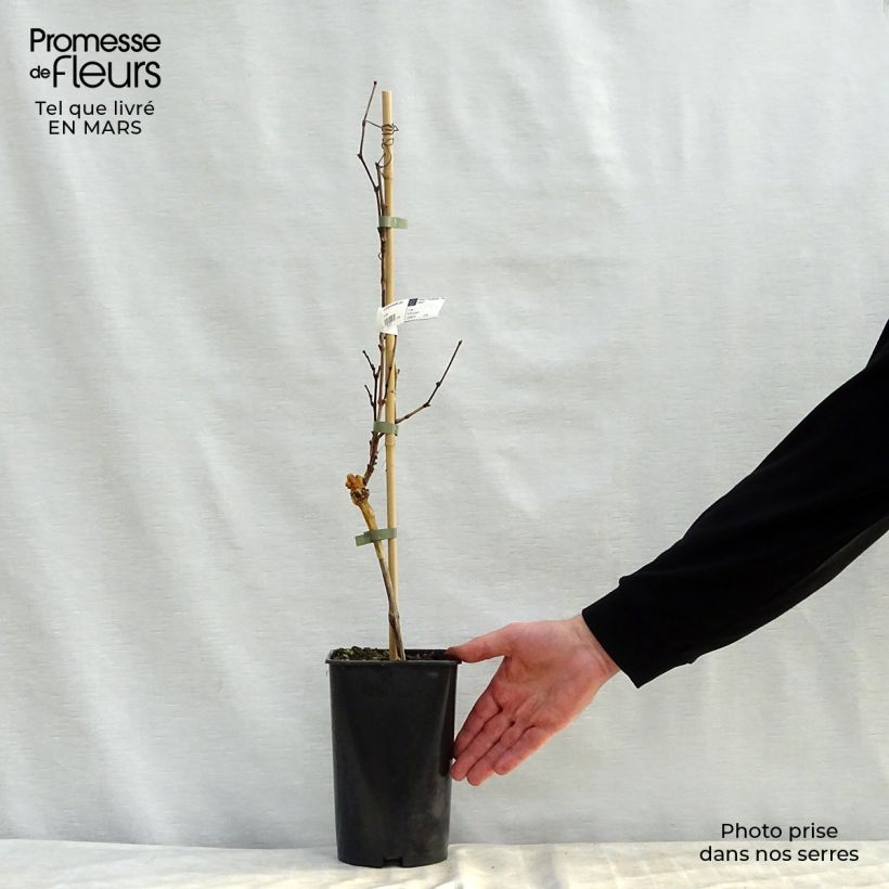 Vite Noir Hâtif de Marseille Vaso da 2L/3L esemplare consegnato in primavera